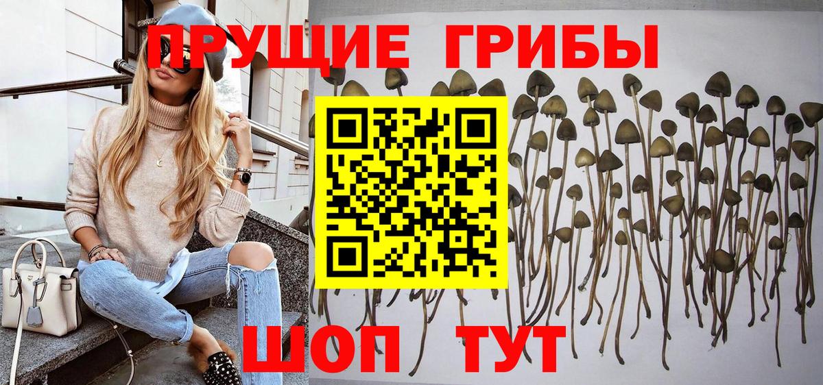 Бийск  как найти   Вход с VPN  Галлюциногенные грибы GOLDEN TEACHER 